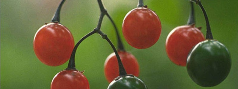 特定技能外国人の採用・支援・ビザ切替申請「特定技能の窓口」情報サイト